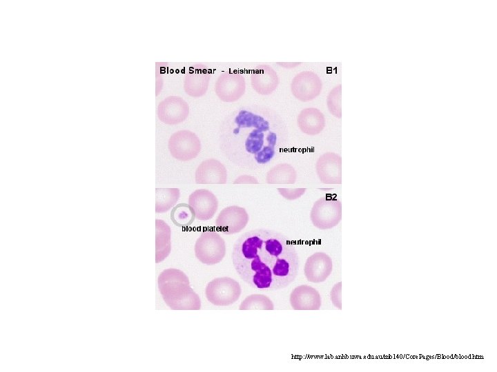 http: //www. lab. anhb. uwa. edu. au/mb 140/Core. Pages/Blood/blood. htm http: //www. lab. anhb. uwa. edu. au/mb 140/Core. Pages/Blood/blood. htm