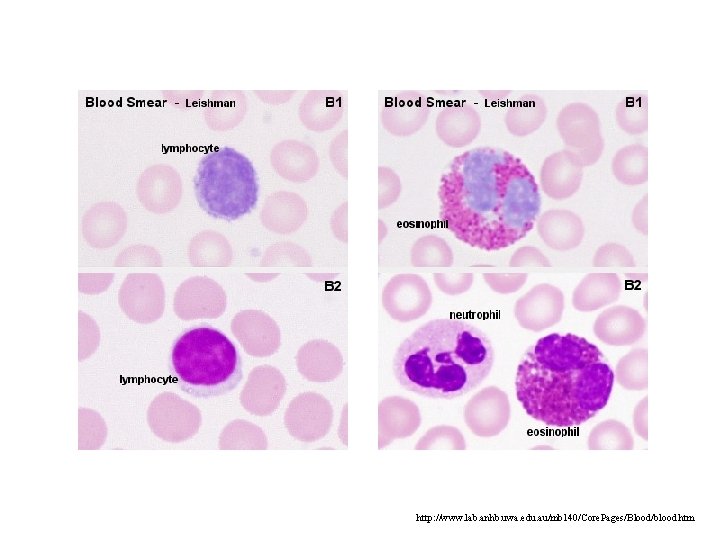 http: //www. lab. anhb. uwa. edu. au/mb 140/Core. Pages/Blood/blood. htm http: //www. lab. anhb. uwa. edu. au/mb 140/Core. Pages/Blood/blood. htm