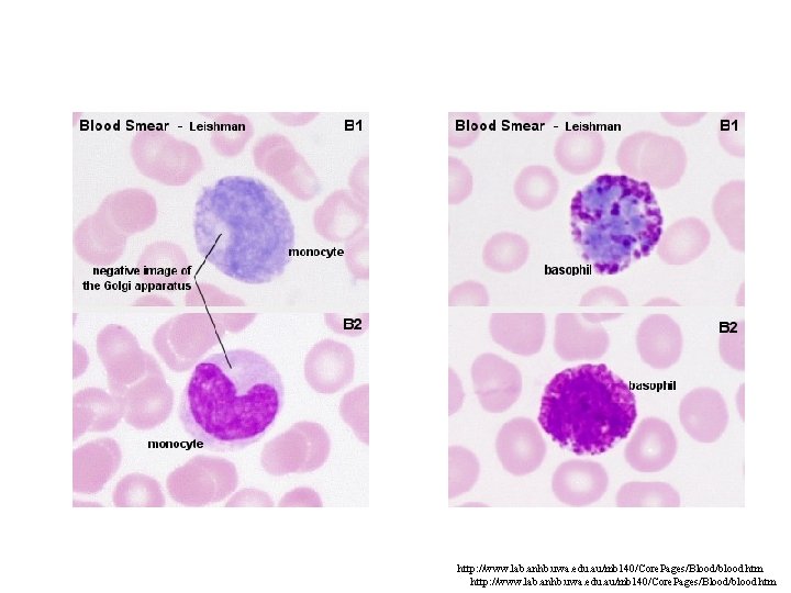 http: //www. lab. anhb. uwa. edu. au/mb 140/Core. Pages/Blood/blood. htm http: //www. lab. anhb. uwa. edu. au/mb 140/Core. Pages/Blood/blood. htm