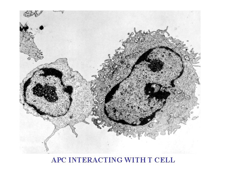APC INTERACTING WITH T CELL APC INTERACTING WITH T CELL