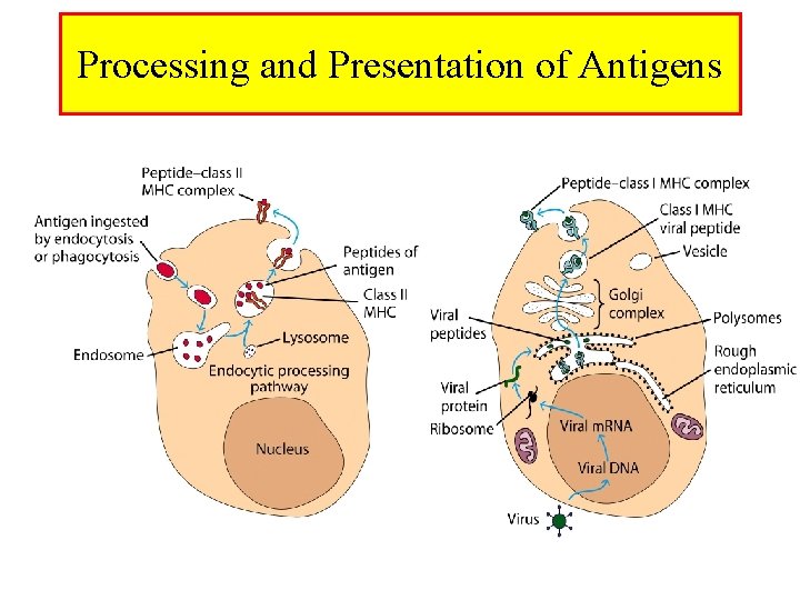 Processing and Presentation of Antigens Processing and Presentation of Antigens