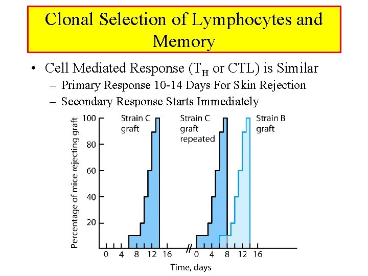 Clonal Selection of Lymphocytes and Memory • Cell Mediated Response (TH or CTL) is Clonal Selection of Lymphocytes and Memory • Cell Mediated Response (TH or CTL) is