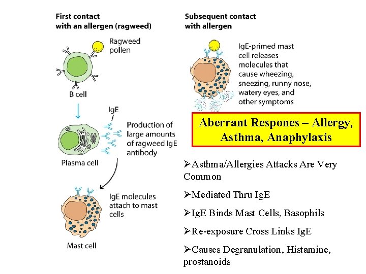 Aberrant Respones – Allergy, Asthma, Anaphylaxis ØAsthma/Allergies Attacks Are Very Common ØMediated Thru Ig. Aberrant Respones – Allergy, Asthma, Anaphylaxis ØAsthma/Allergies Attacks Are Very Common ØMediated Thru Ig.