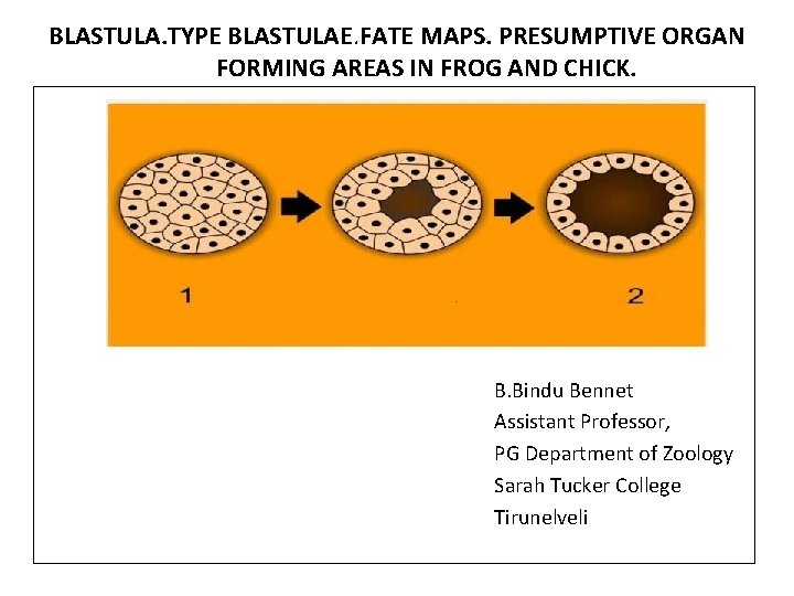 BLASTULA. TYPE BLASTULAE. FATE MAPS. PRESUMPTIVE ORGAN FORMING AREAS IN FROG AND CHICK. B.