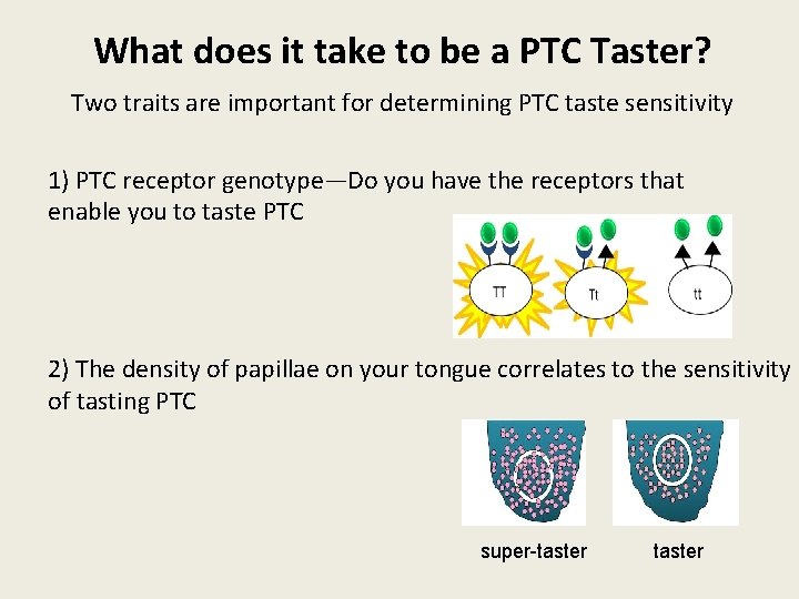 What does it take to be a PTC Taster? Two traits are important for