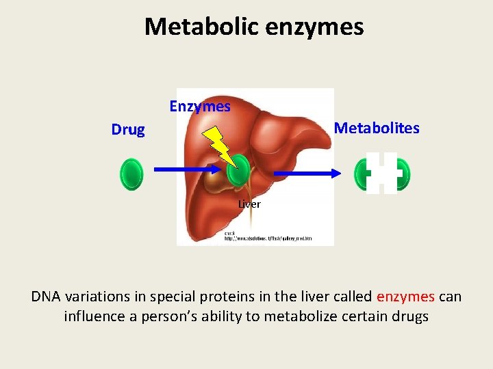 Metabolic enzymes Enzymes Metabolites Drug Liver DNA variations in special proteins in the liver