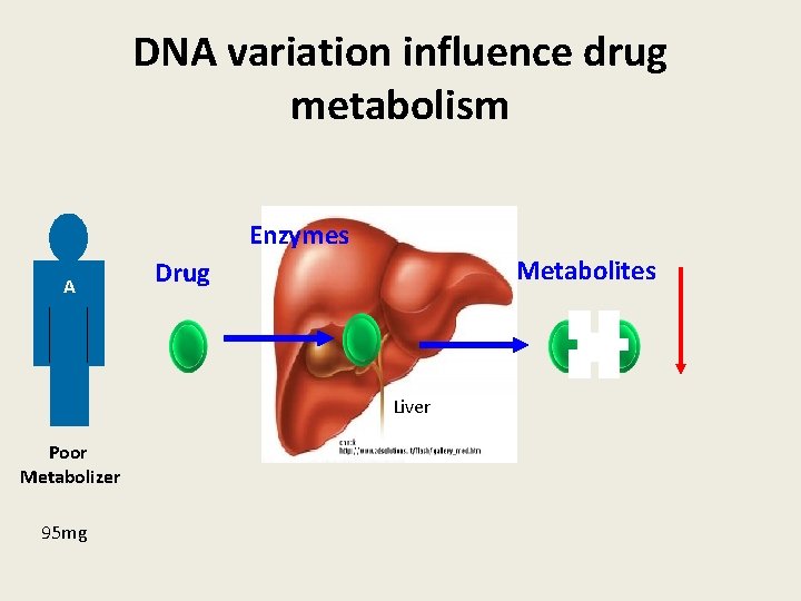 DNA variation influence drug metabolism Enzymes A Metabolites Drug Liver Poor Metabolizer 95 mg