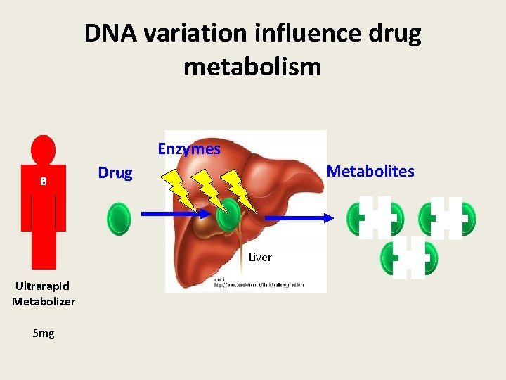 DNA variation influence drug metabolism Enzymes B Metabolites Drug Liver Ultrarapid Metabolizer 5 mg