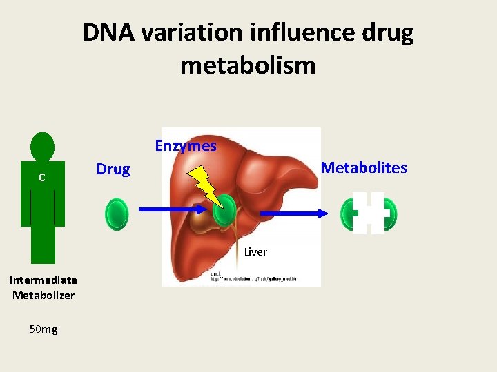 DNA variation influence drug metabolism Enzymes C Metabolites Drug Liver Intermediate Metabolizer 50 mg