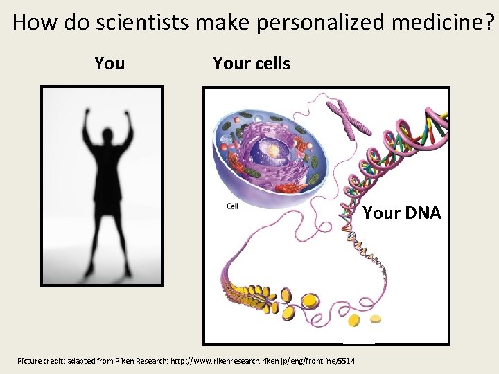 How do scientists make personalized medicine? Your cells Your DNA Picture credit: adapted from