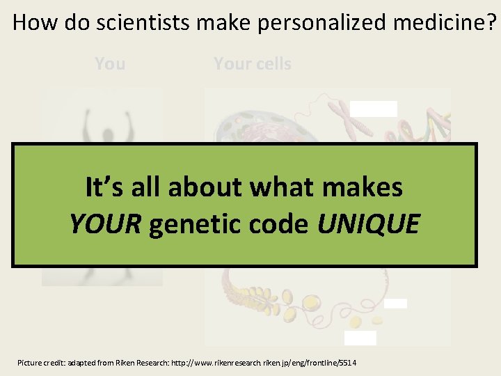 How do scientists make personalized medicine? Your cells It’s all about what makes Your