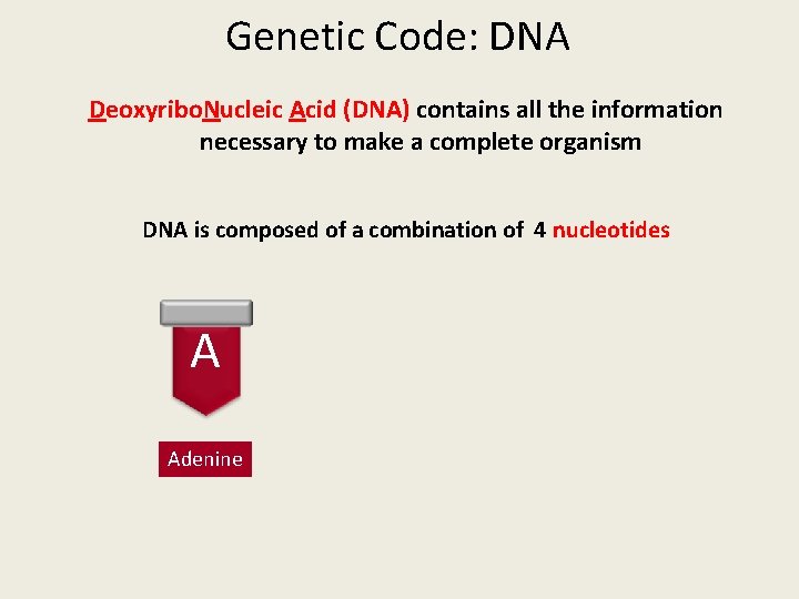 Genetic Code: DNA Deoxyribo. Nucleic Acid (DNA) contains all the information necessary to make