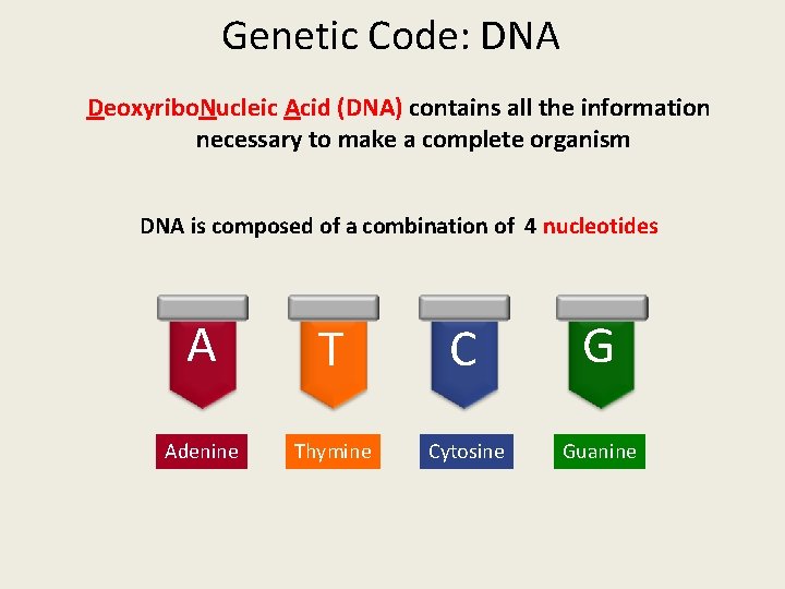 Genetic Code: DNA Deoxyribo. Nucleic Acid (DNA) contains all the information necessary to make