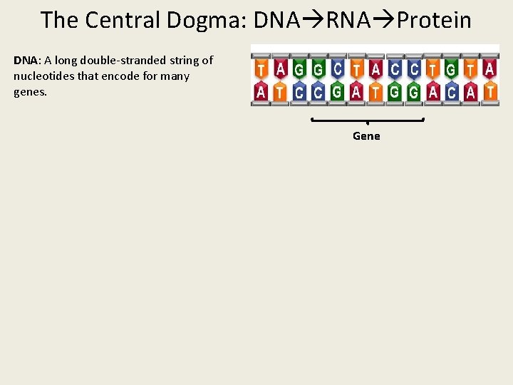 The Central Dogma: DNA RNA Protein DNA: A long double-stranded string of nucleotides that