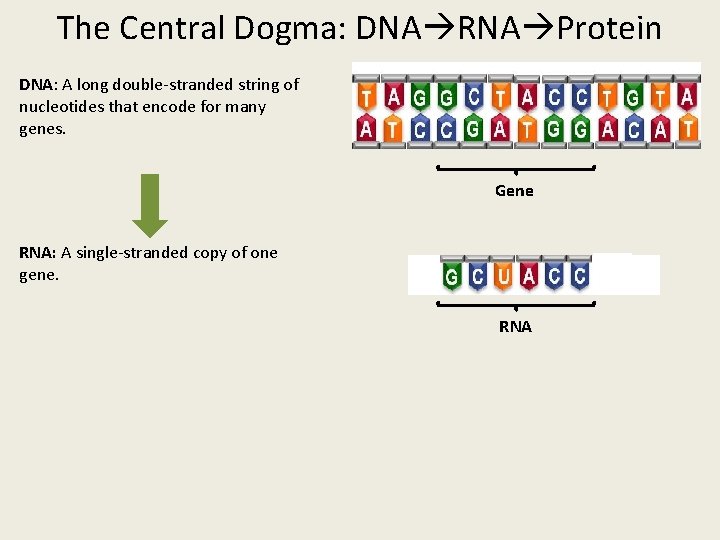 The Central Dogma: DNA RNA Protein DNA: A long double-stranded string of nucleotides that