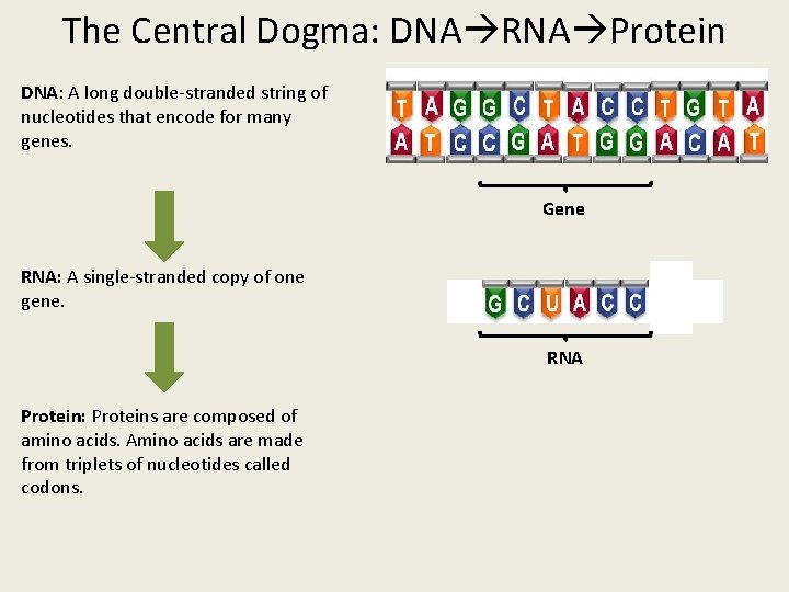 The Central Dogma: DNA RNA Protein DNA: A long double-stranded string of nucleotides that