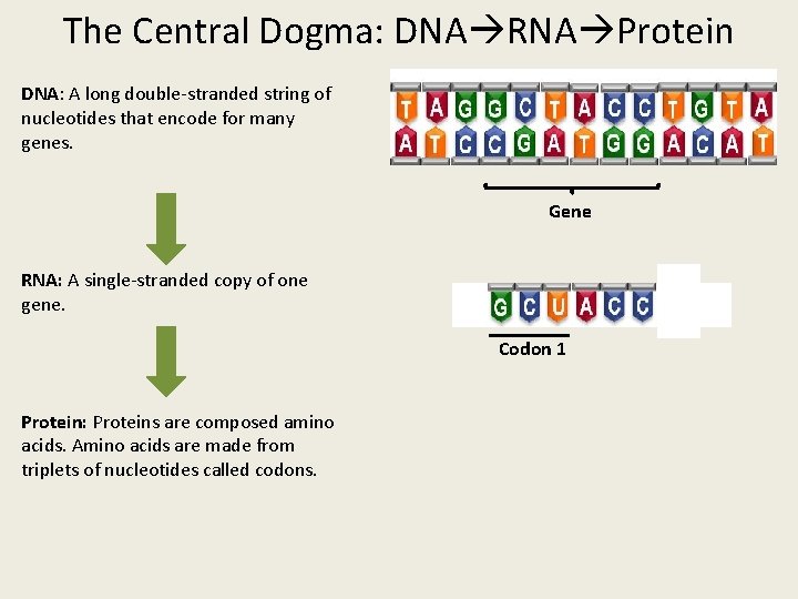 The Central Dogma: DNA RNA Protein DNA: A long double-stranded string of nucleotides that