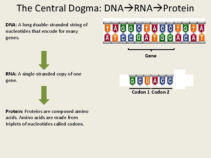 The Central Dogma: DNA RNA Protein DNA: A long double-stranded string of nucleotides that