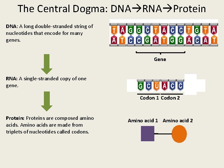 The Central Dogma: DNA RNA Protein DNA: A long double-stranded string of nucleotides that