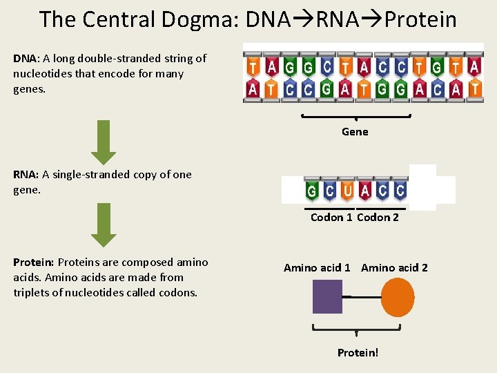 The Central Dogma: DNA RNA Protein DNA: A long double-stranded string of nucleotides that