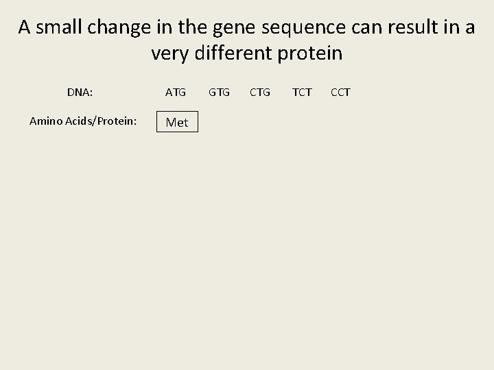 A small change in the gene sequence can result in a very different protein