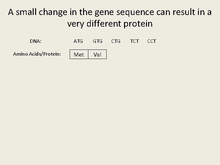 A small change in the gene sequence can result in a very different protein