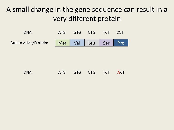 A small change in the gene sequence can result in a very different protein