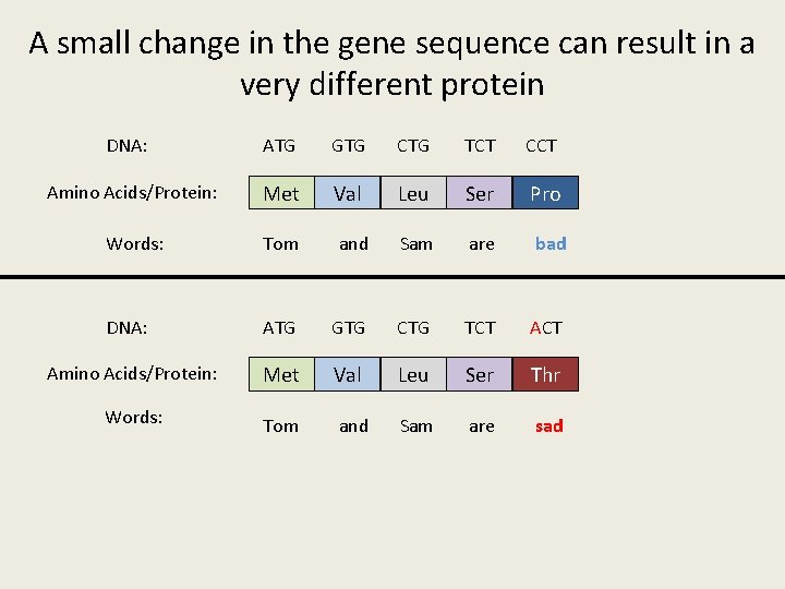 A small change in the gene sequence can result in a very different protein