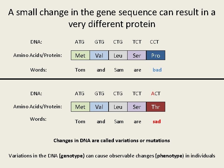 A small change in the gene sequence can result in a very different protein