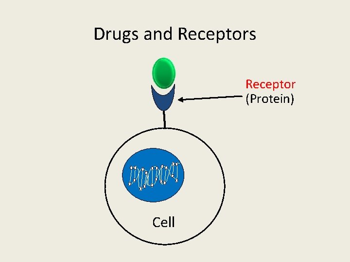 Drugs and Receptors Receptor (Protein) Cell 