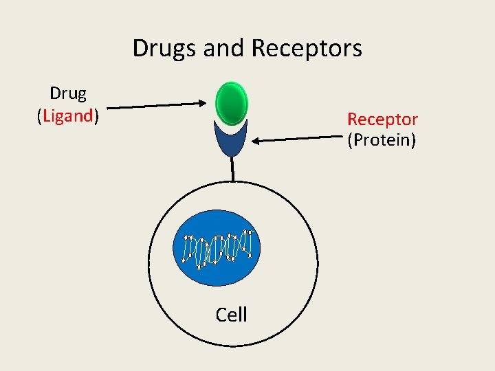 Drugs and Receptors Drug (Ligand) Receptor (Protein) Cell 