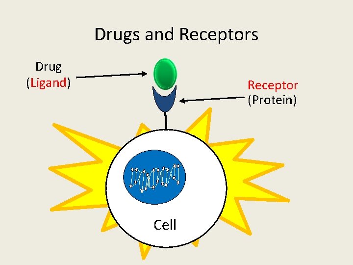 Drugs and Receptors Drug (Ligand) Receptor (Protein) Cell 