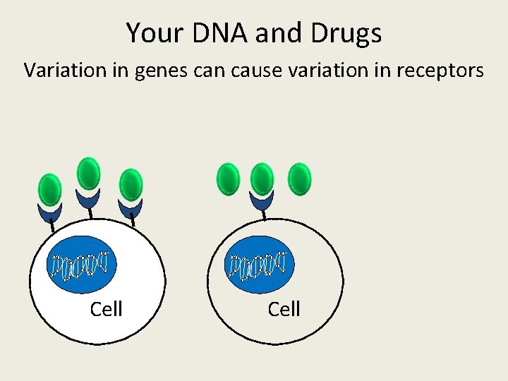 Your DNA and Drugs Variation in genes can cause variation in receptors Cell 