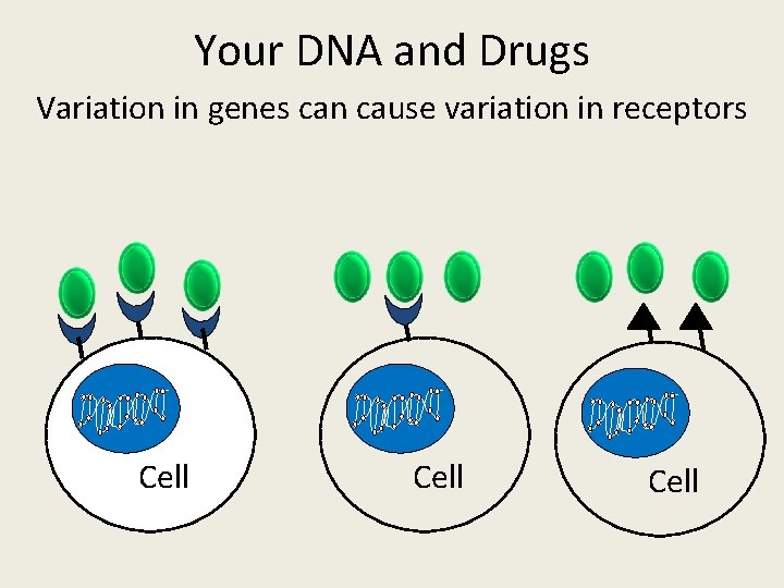Your DNA and Drugs Variation in genes can cause variation in receptors Cell Cell