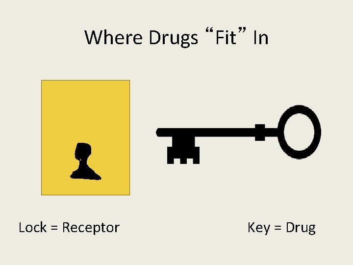 Where Drugs “Fit” In Lock = Receptor Key = Drug 