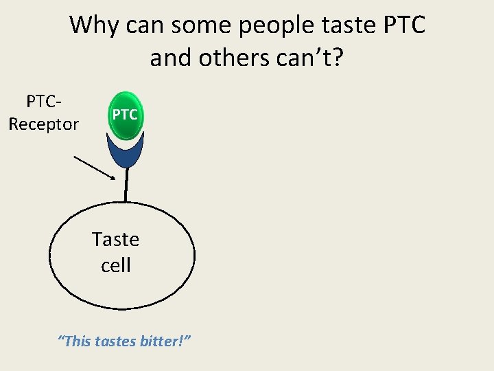 Why can some people taste PTC and others can’t? PTCReceptor PTC Taste cell “This