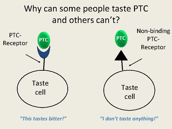 Why can some people taste PTC and others can’t? PTCReceptor PTC Taste cell “This