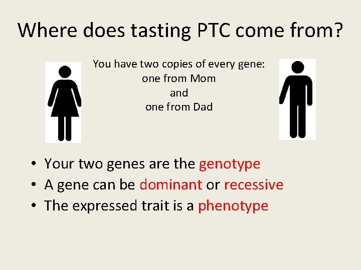 Where does tasting PTC come from? You have two copies of every gene: one Where does tasting PTC come from? You have two copies of every gene: one