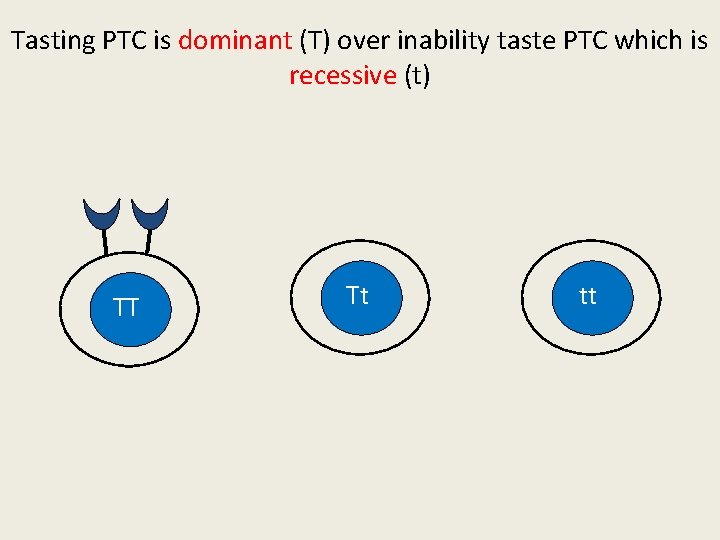 Tasting PTC is dominant (T) over inability taste PTC which is recessive (t) TT