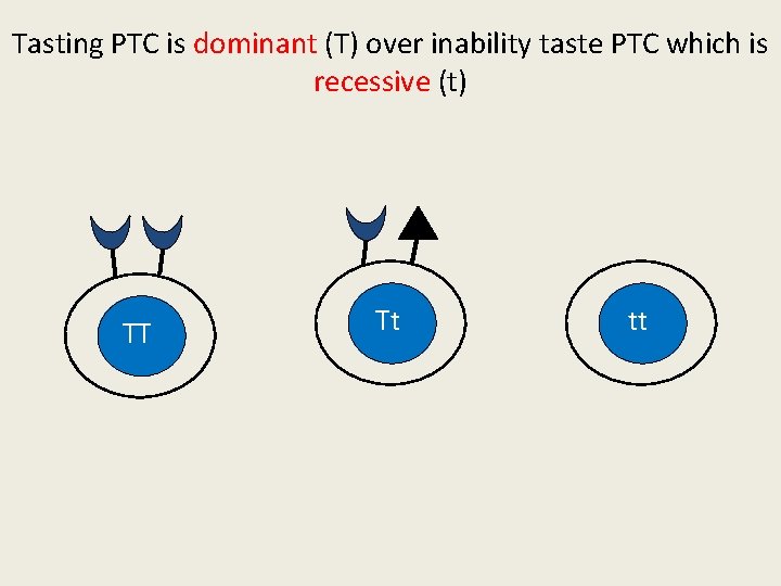 Tasting PTC is dominant (T) over inability taste PTC which is recessive (t) TT
