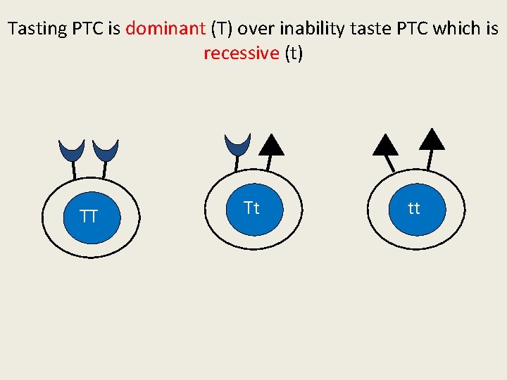 Tasting PTC is dominant (T) over inability taste PTC which is recessive (t) TT