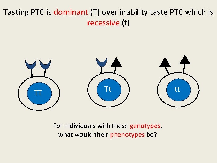 Tasting PTC is dominant (T) over inability taste PTC which is recessive (t) TT