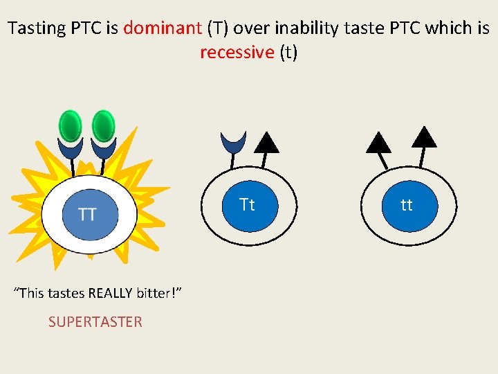 Tasting PTC is dominant (T) over inability taste PTC which is recessive (t) Tt