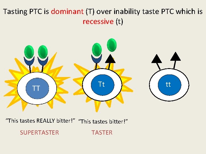 Tasting PTC is dominant (T) over inability taste PTC which is recessive (t) Tt