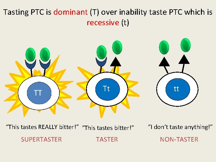 Tasting PTC is dominant (T) over inability taste PTC which is recessive (t) Tt