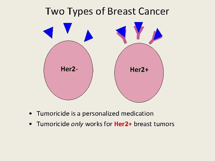 Two Types of Breast Cancer Y Y Y Her 2 - Her 2+ •