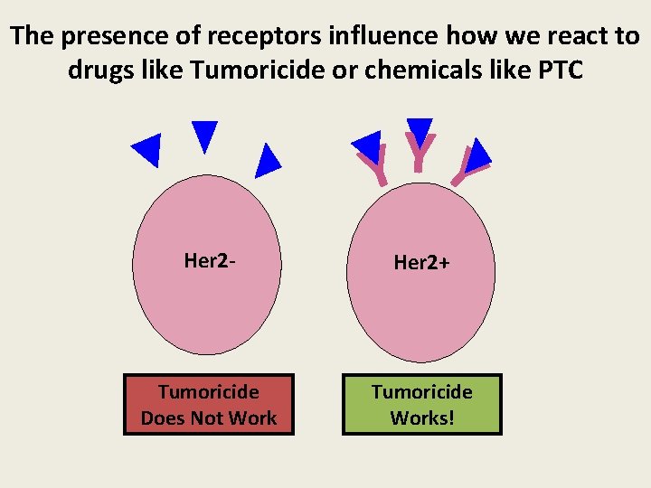 The presence of receptors influence how we react to drugs like Tumoricide or chemicals