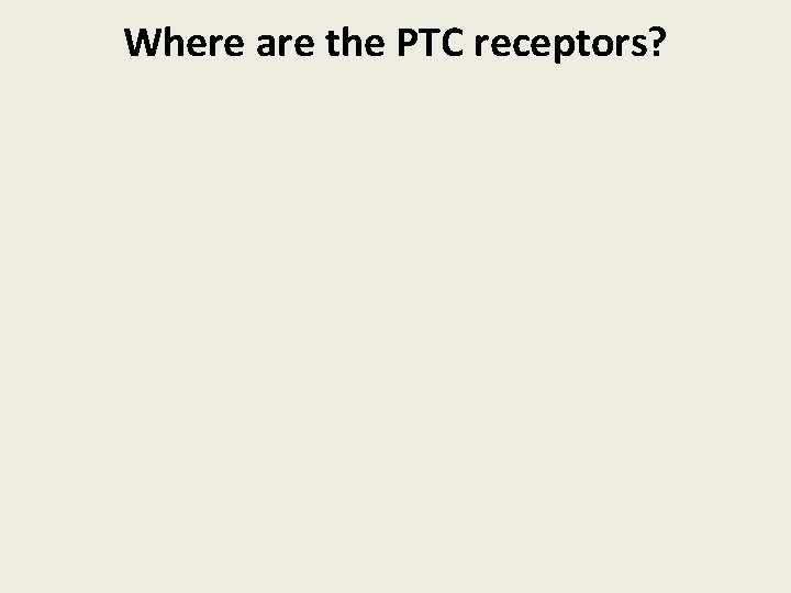 Where are the PTC receptors? 