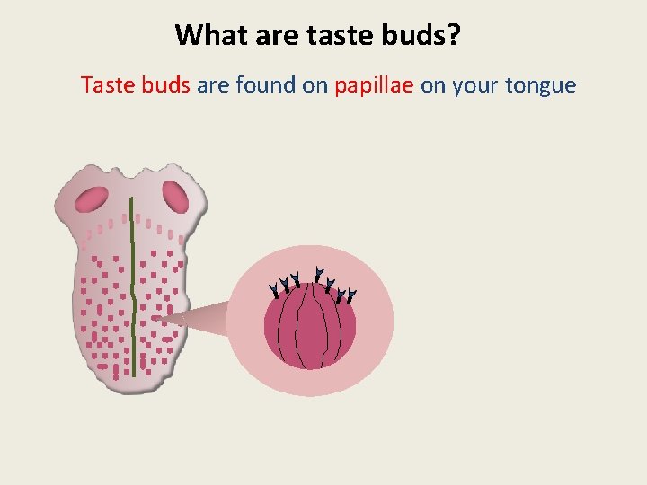 What are taste buds? Taste buds are found on papillae on your tongue 