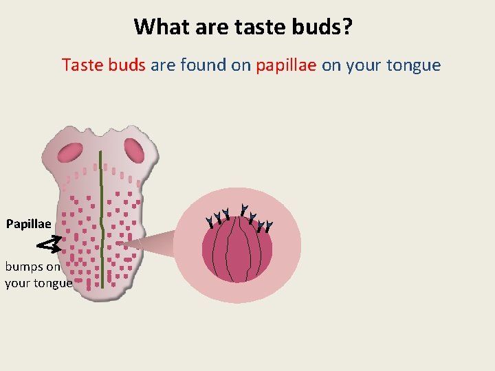 What are taste buds? Taste buds are found on papillae on your tongue Papillae